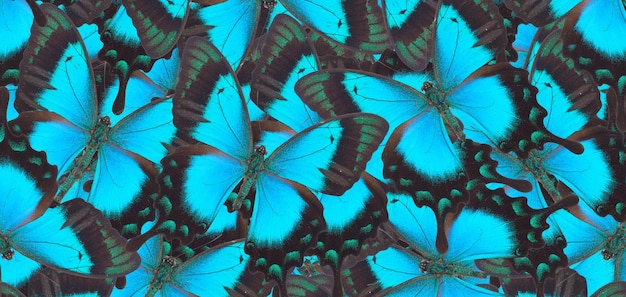 Sea Green Swallowtail Motyle Naturalne Makro W Tle
