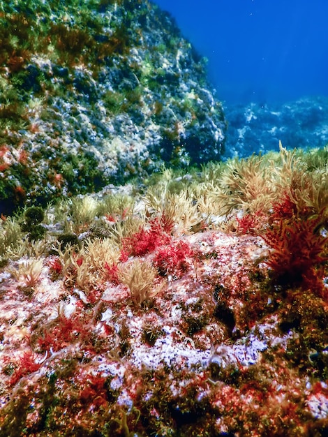Sea Life Podwodne skały Światło słoneczne, podwodne życie, dzika przyroda