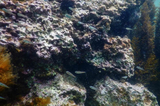 Sea Life Podwodne skały Światło słoneczne, podwodne życie.