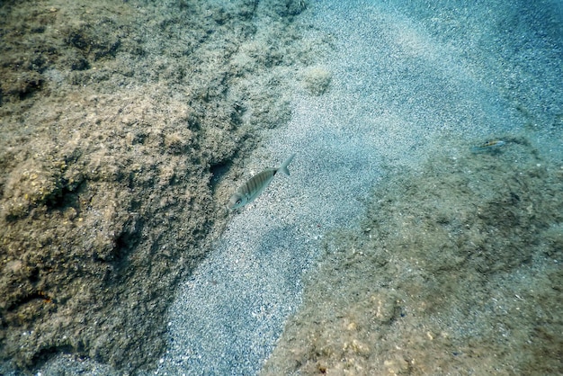 Sea Life Podwodne skały Światło słoneczne Podwodne życie