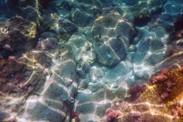 Sea Life Podwodne skały Światło słoneczne Podwodne życie