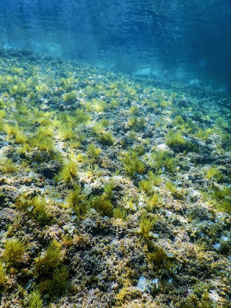 Sea Life Podwodne skały Światło słoneczne Podwodne życie