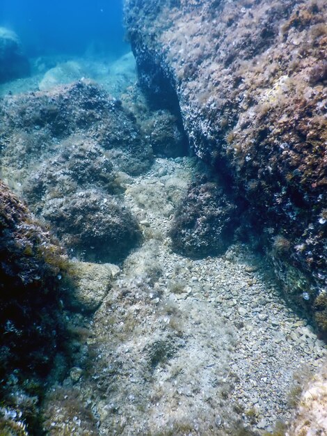 Sea Life Podwodne skały Światło słoneczne Podwodne życie