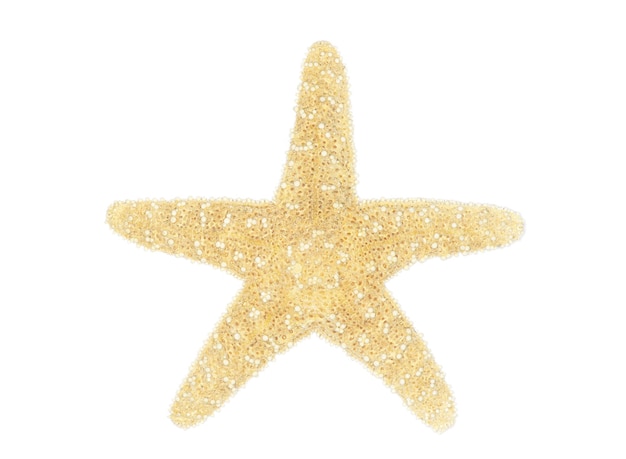 sea star