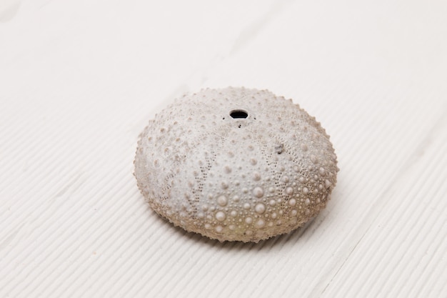 Sea urchin on white