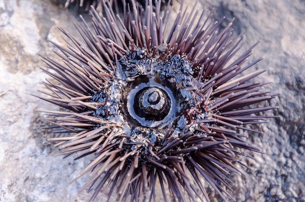 Zdjęcie sea urchin