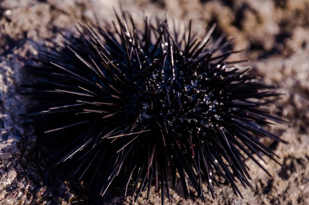 Sea Urchin