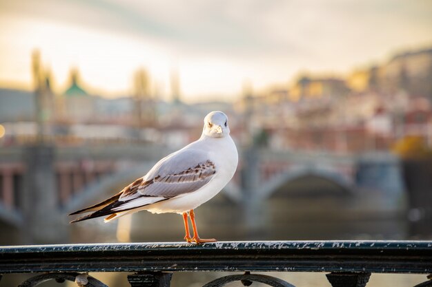 Seagull Chiling Wśród Praga Kasztelu, Zmierzchu Nieba I Rzeki Vltava W Praga, Republika Czech