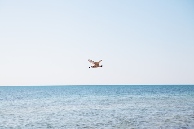 Seagull lata nad błękitnym morzem.