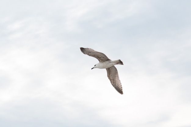 Seagull lata przeciw niebu z chmurami