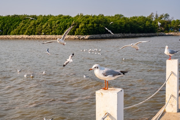 Zdjęcie seagull latanie na morzu w tajlandia