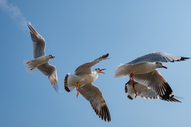 Zdjęcie seagull latanie na morzu w tajlandia