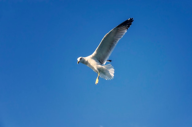 Seagull latanie na niebieskim niebie