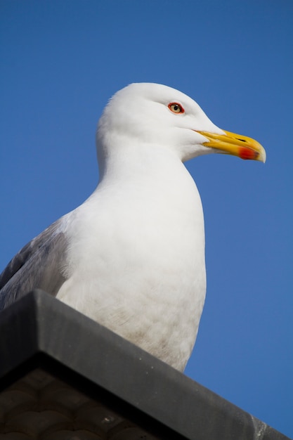 Seagull na górze budynku