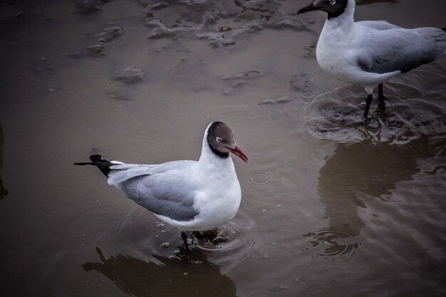 Seagull odprowadzenie na mangrowe.