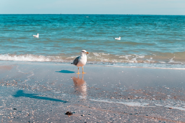 Seagull Portret Przeciw Seashore I Patrzeć Kamerę Na Słonecznym Dniu.