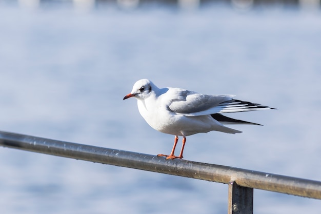 Seagull pozycja na metalu poręczu