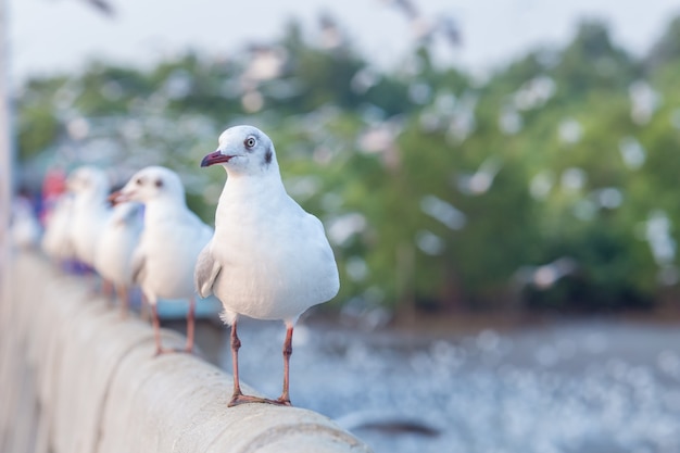 Seagull Pozycja Na Moscie