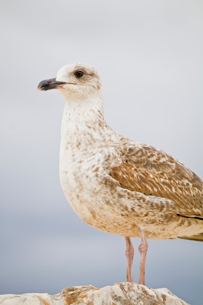 Seagull Ptak W Miasto Dokach