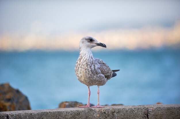 Seagull ptasi obsiadanie blisko wodnej krawędzi