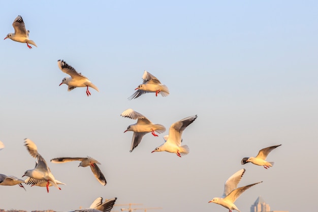 Seagull seabird