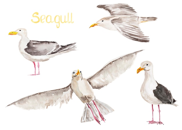 Seagulls akwarela zestaw ilustracji