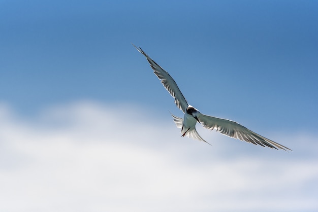 Seagulls Latają Swobodnie Na Jaskrawego I Niebieskiego Nieba Tle