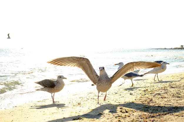 Seagulls na seashore