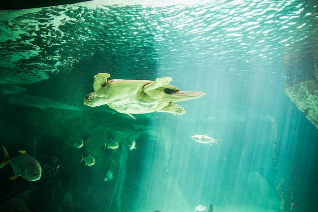 sealife, ogromny żółw morski pod wodą obok rafy koralowej