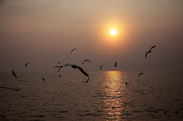 Seascape Latający Ptak W Czasie Zachodu Słońca