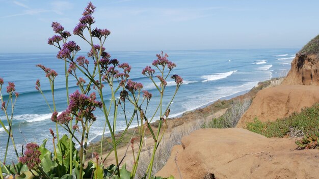 Seascape punkt widokowy, punkt widokowy w Del Mar Torrey Pines, wybrzeże Kalifornii USA. wychodzą fale oceanu