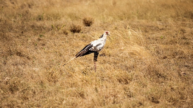 Sekretarz ptak (Sagittarius serpentarius) w żółtym buszu. Park Narodowy Amboselli, Kenia