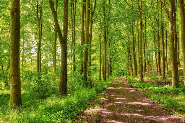 Sekretna i tajemnicza droga gruntowa lub ścieżka wiodąca do magicznego lasu, w którym czeka przygoda Spokojna sceneria z ukrytą ścieżką otoczoną drzewami krzewami, trawnikami i trawą