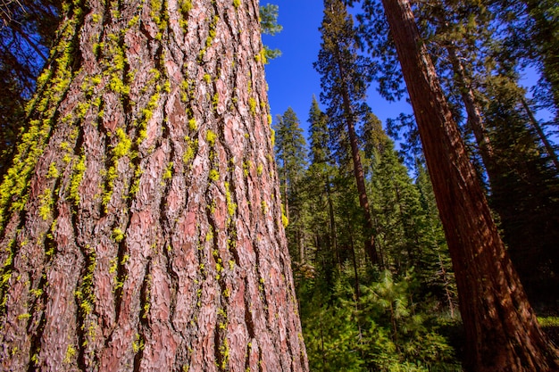 Sekwoje w Mariposa gaju przy Yosemite Kalifornia