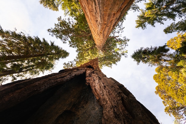 Sekwoje w Sequoia National Park, Kalifornia, Stany Zjednoczone.