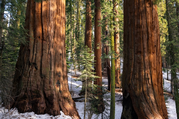 Sekwoje w Sequoia National Park, Kalifornia