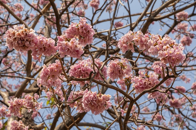 Selekcyjna ostrość piękny Tabebuia Rosea kwiat kwitnie w ogródzie. Zamyka w górę kwitnącego słodkiego kwiatu.