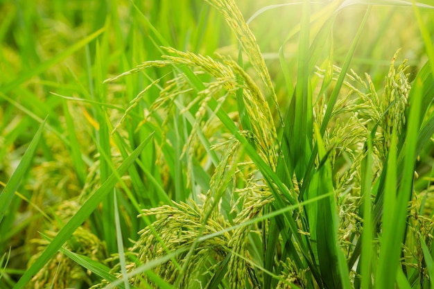Selektywna koncentracja na kłosie ryżu Zielone pole niełuskane Plantacja ryżu Farma ryżu w Azji Cena ryżu