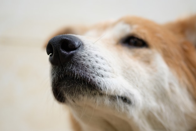 Selektywna koncentracja na nosie psa