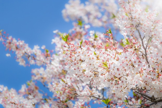 Selektywne focus kwiat wiśni Sakura w Japonii z niewyraźne tło błękitnego nieba