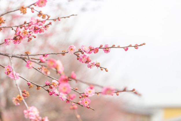 Selektywne focus różowy kwiat wiśni Sakura w Japonii zimą