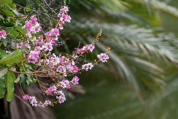 Zdjęcie selektywne fokus lagerstroemia speciosa kwitną w ogrodzie. piękny słodki fioletowy kwiat.