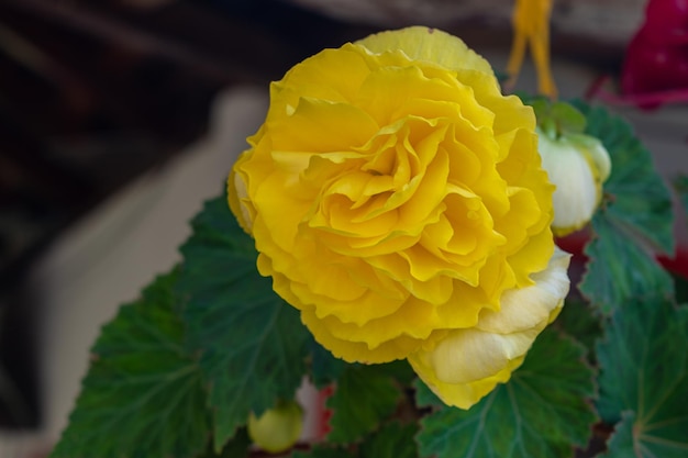 Selektywne fokus przeznaczone do walki radioelektronicznej z żółtym kwiatem begonii w rozkwicie