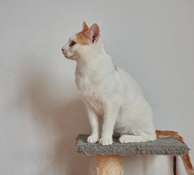 Selektywne fokus strzał ładny kot siedzący przy białej ścianie
