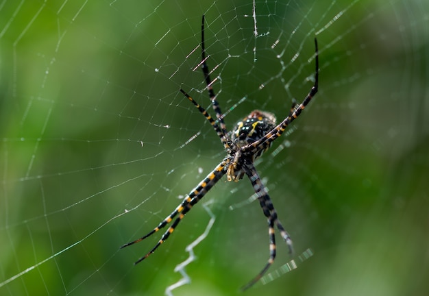 Selektywne fokus strzał pająka Argiope naprzemiennie w sieci