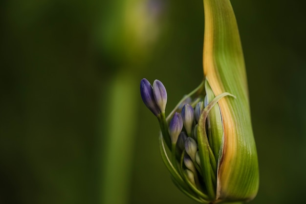 Selektywne fokus strzał pąka agapanthus z kwiatem, który ma wybuchnąć