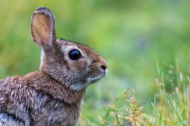 Selektywne fokus strzał wschodniego królika Cottontail na zielonym polu