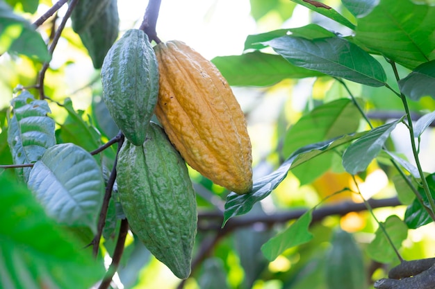 Zdjęcie selektywne skupianie się na jasnożółtych owocach kakaowych na dojrzałej plantacji kakaowej w wiosce asia