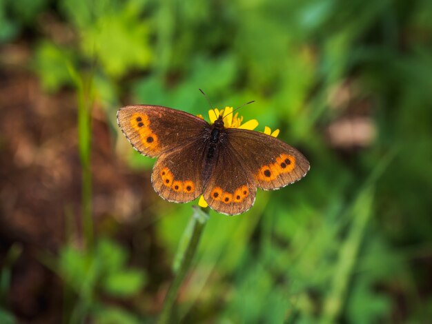 Selektywne skupienie. Argus szkocki (Erebia aethiops) żyje na zielonych łąkach w górach Ałtaju.