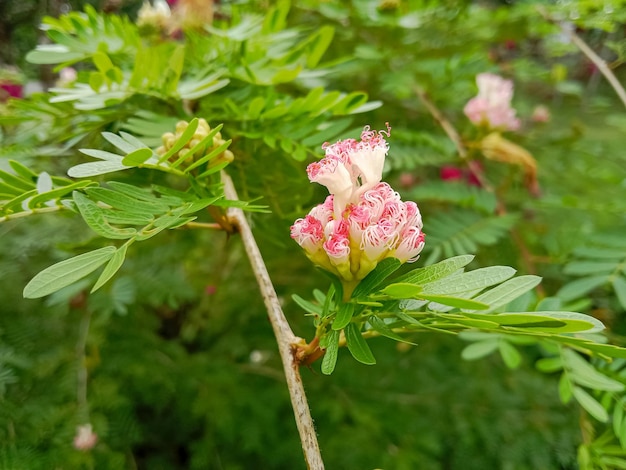 Zdjęcie selektywne skupienie calliandra brevipes lub różowych kwiatów puderfuff różowe drzewa puderpuff